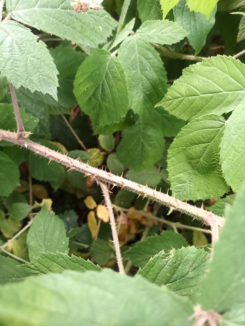 Rubus adscitus photo 6