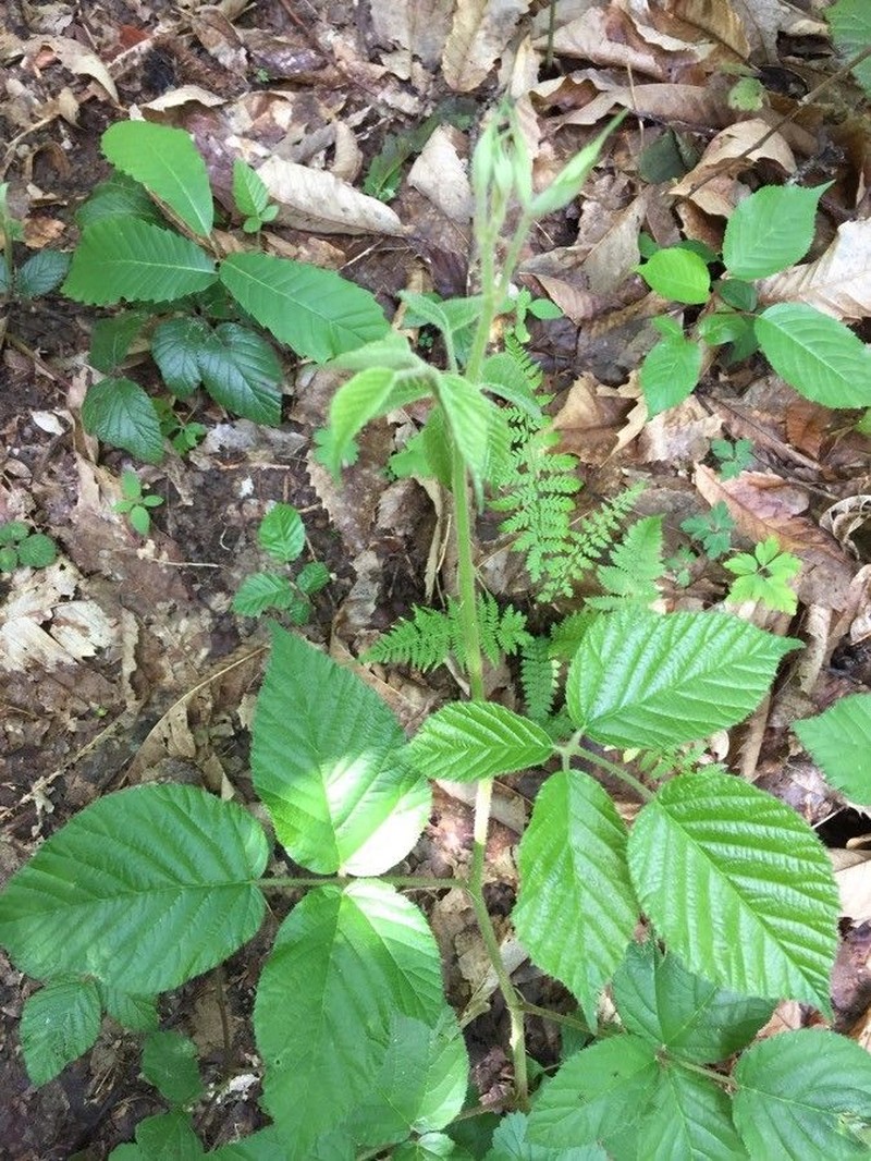 Rubus adscitus photo 7