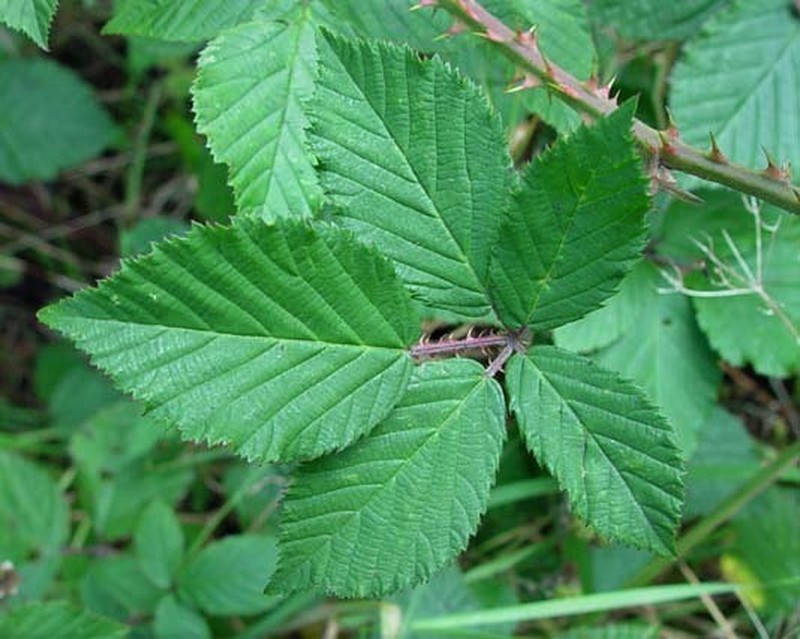 Rubus adspersus photo 2