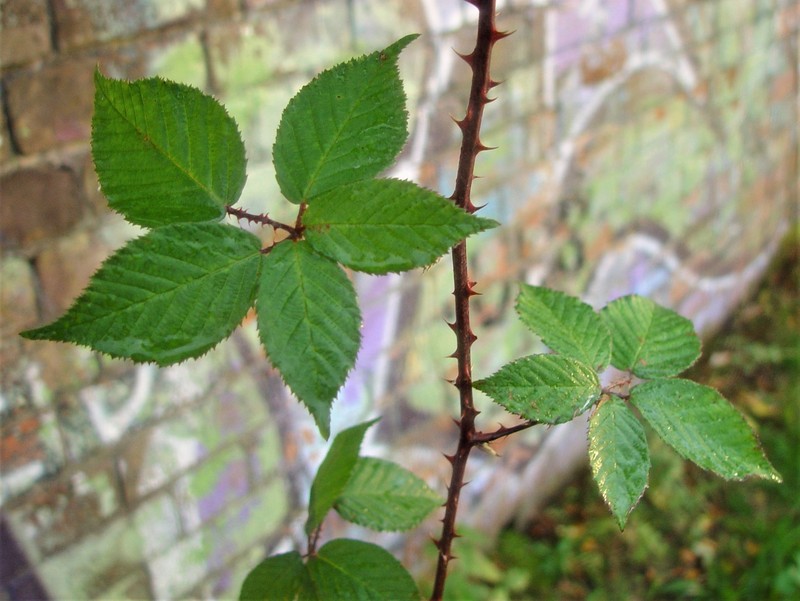 Rubus adspersus photo 3