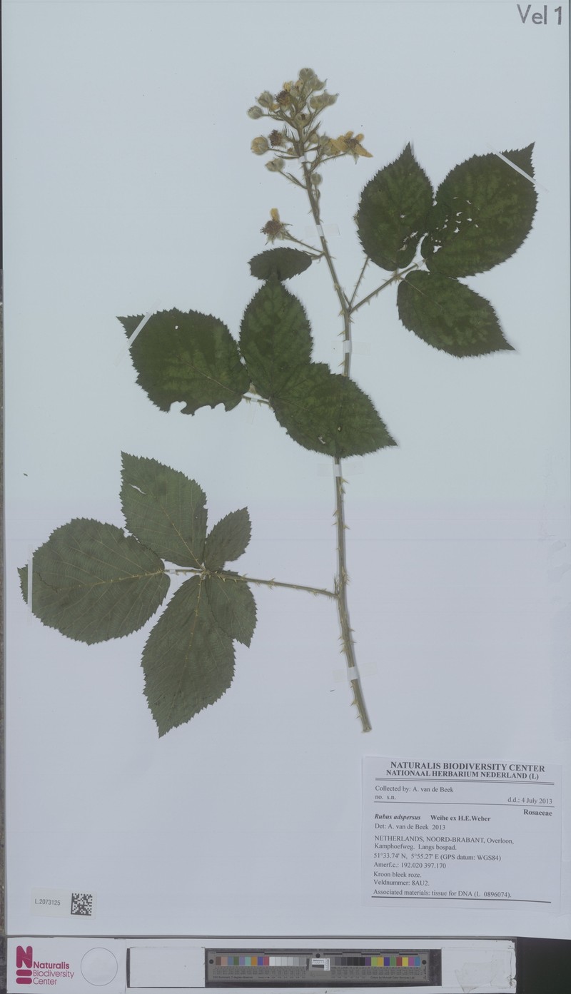 Rubus adspersus photo 4