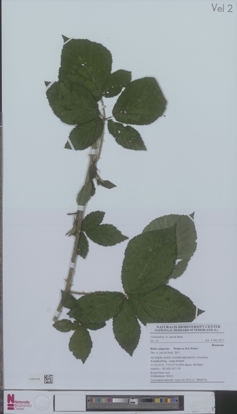 Rubus adspersus photo 5
