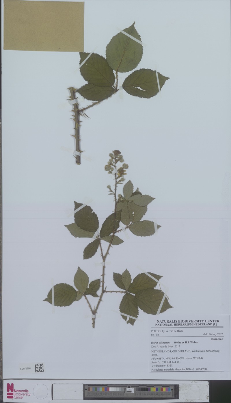 Rubus adspersus photo 6