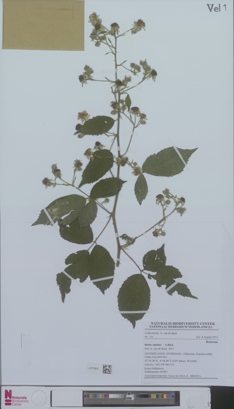 Rubus adulans