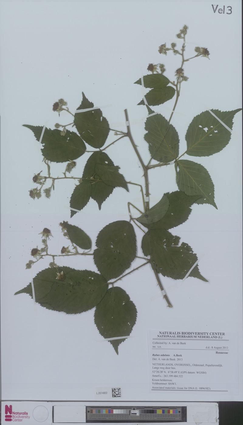 Rubus adulans photo 2