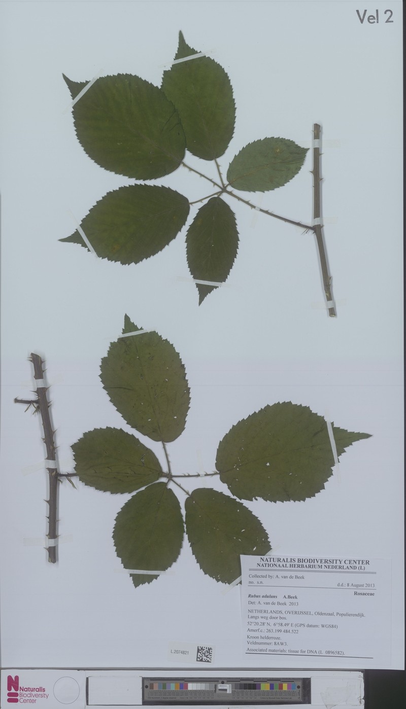 Rubus adulans photo 3