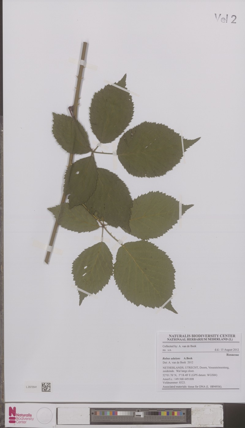 Rubus adulans photo 4