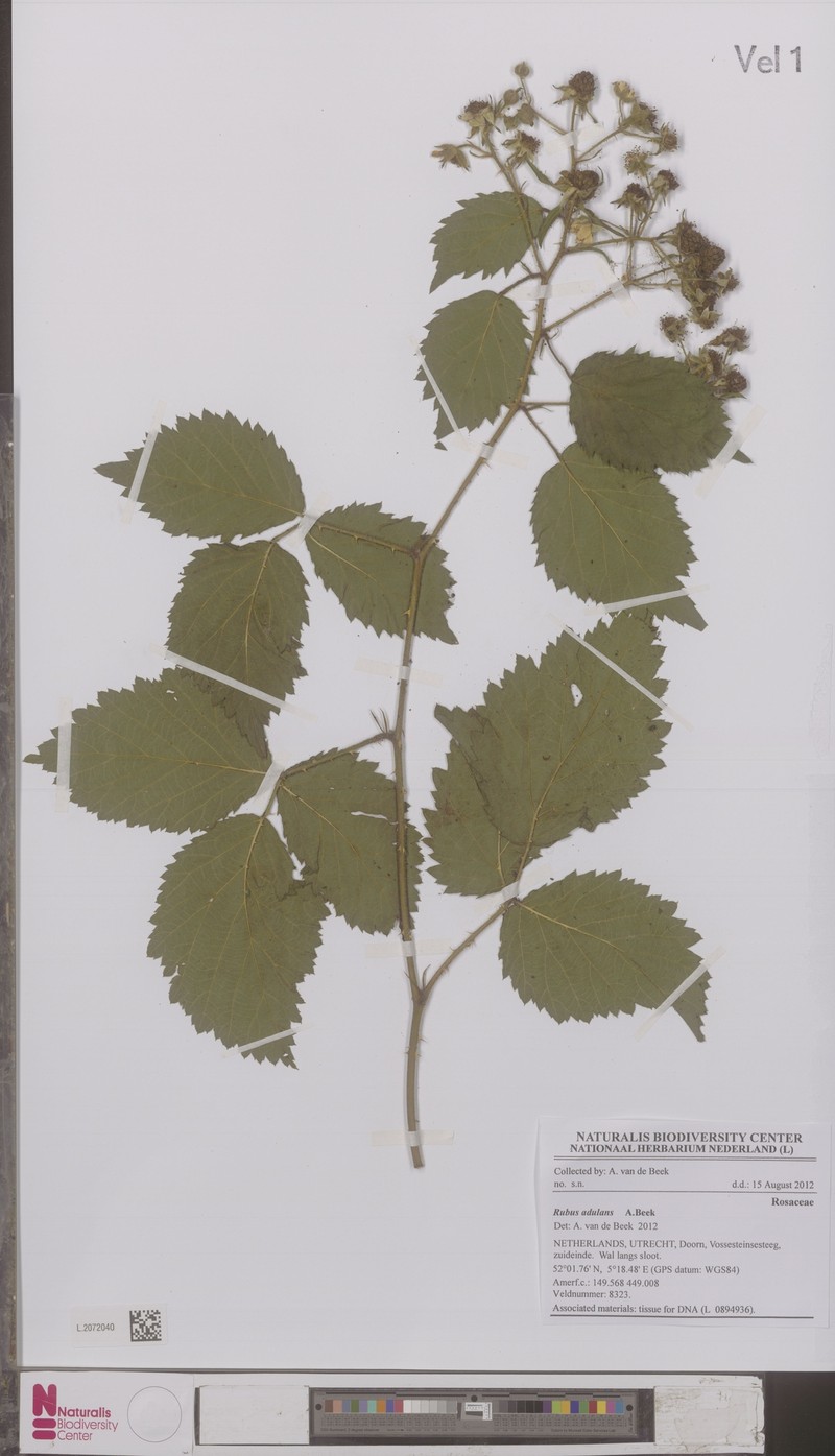 Rubus adulans photo 5
