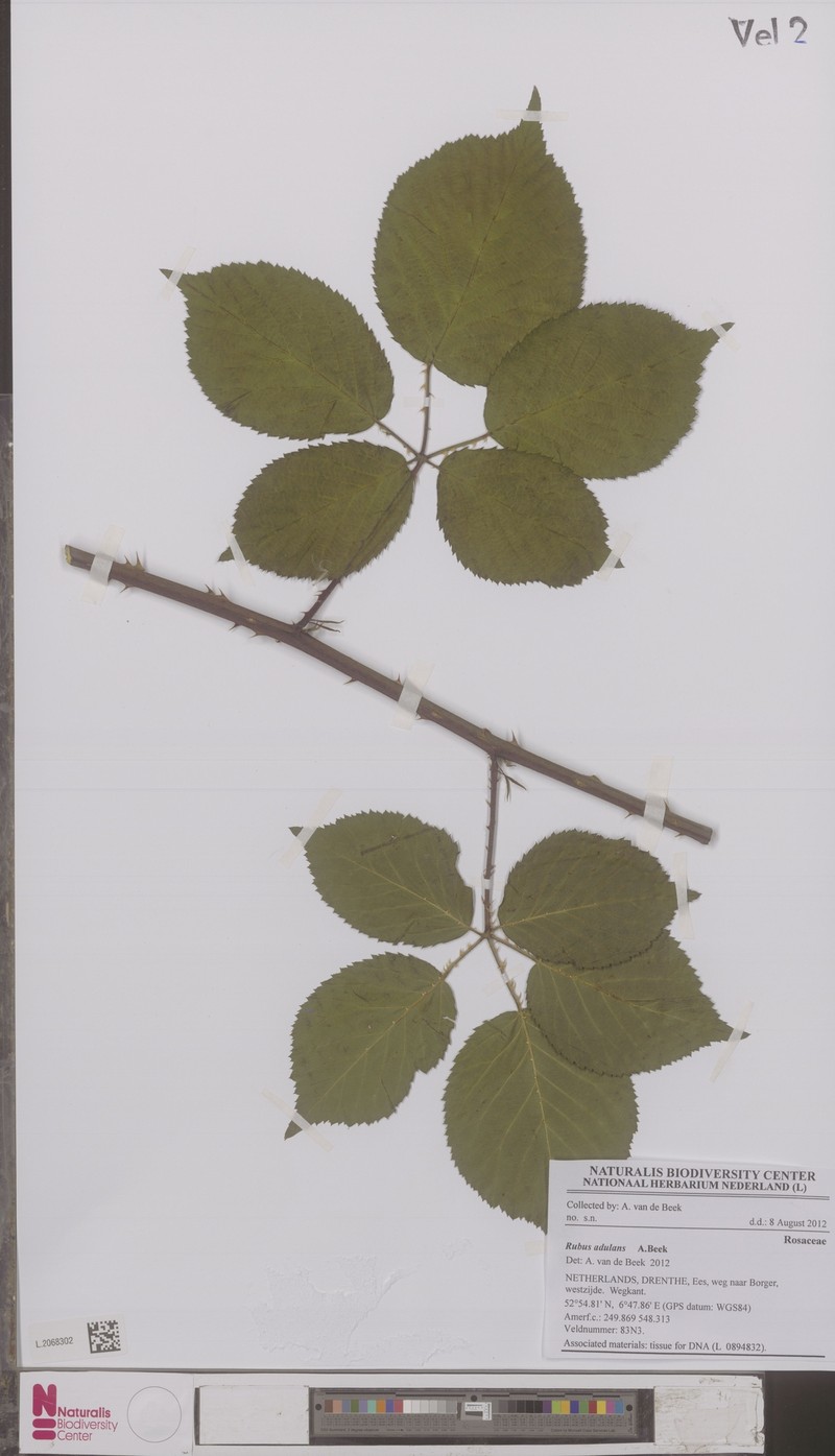 Rubus adulans photo 6