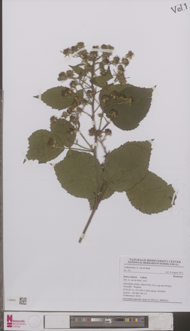 Rubus adulans photo 7