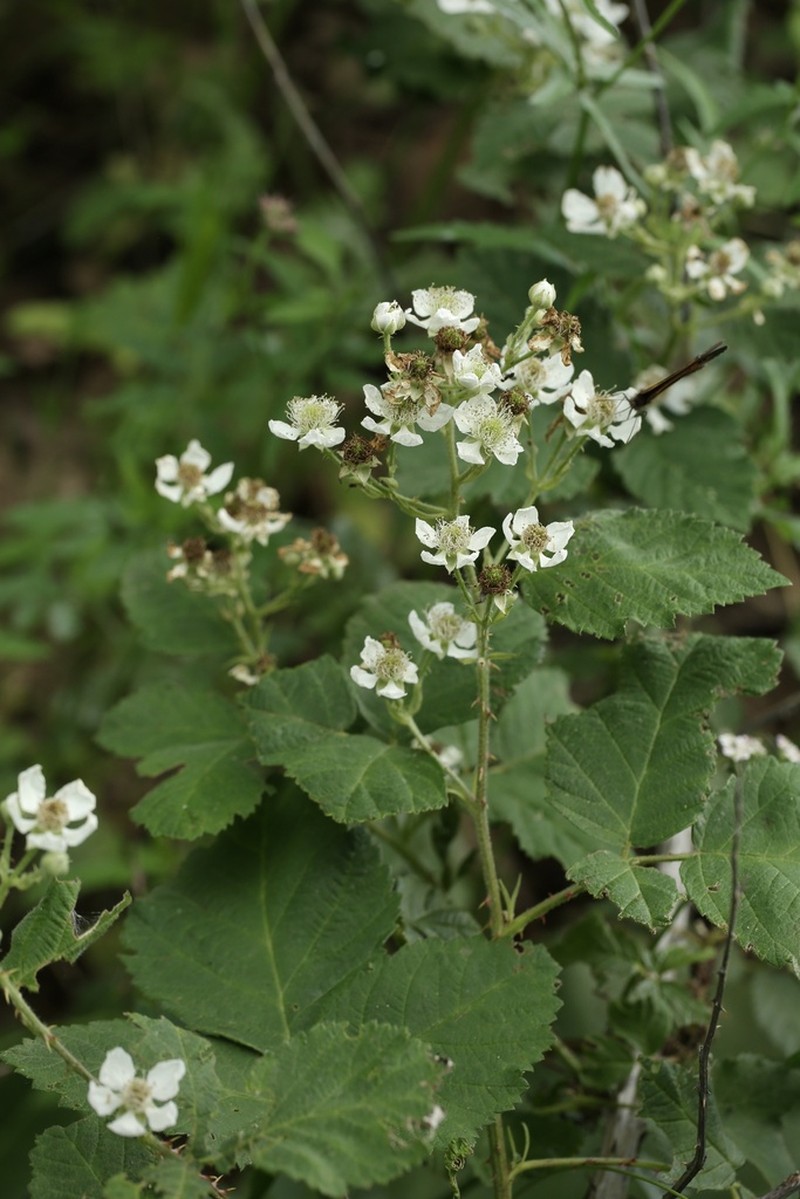 Woolly Blackberry