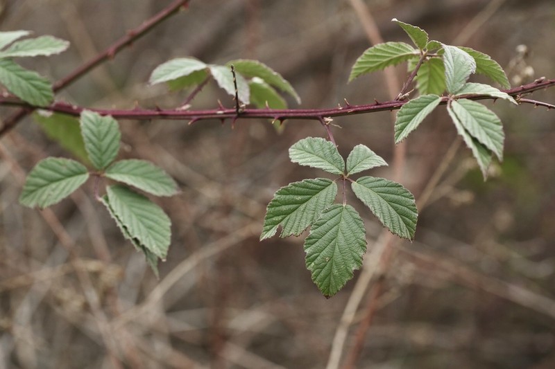 Woolly Blackberry photo 2