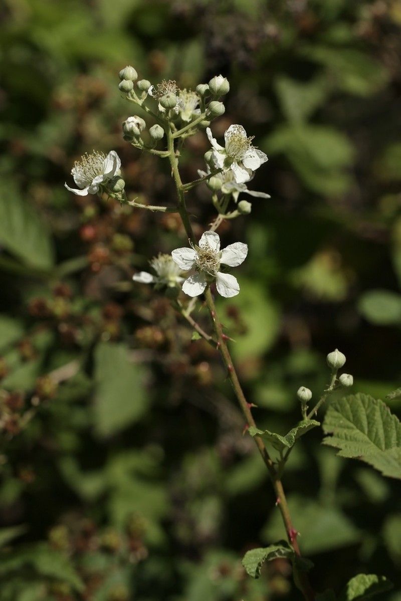 Woolly Blackberry photo 3