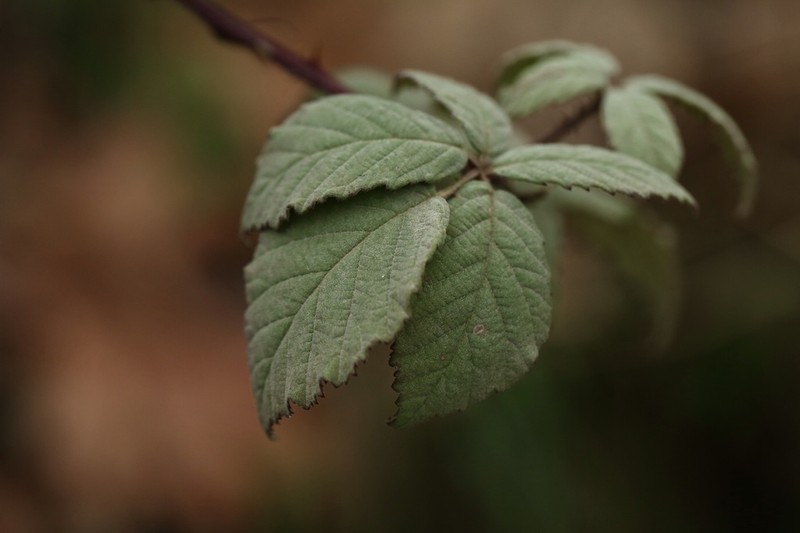 Woolly Blackberry photo 6