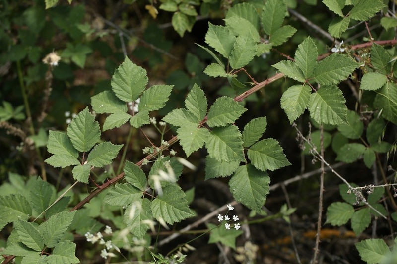 Woolly Blackberry photo 8