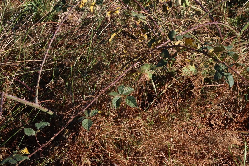 Rubus affinis photo 2