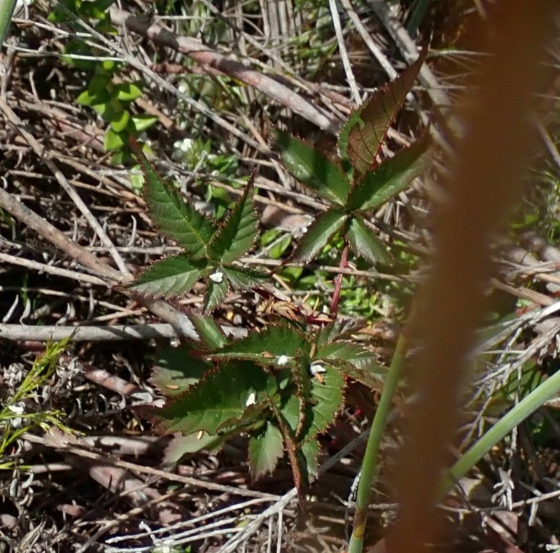 Rubus affinis photo 3