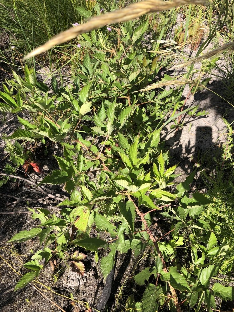 Rubus affinis photo 4