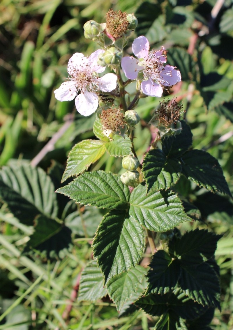 Rubus affinis photo 5