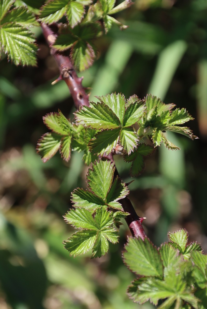 Rubus affinis photo 6