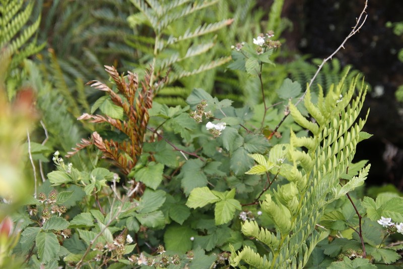 Rubus affinis photo 7