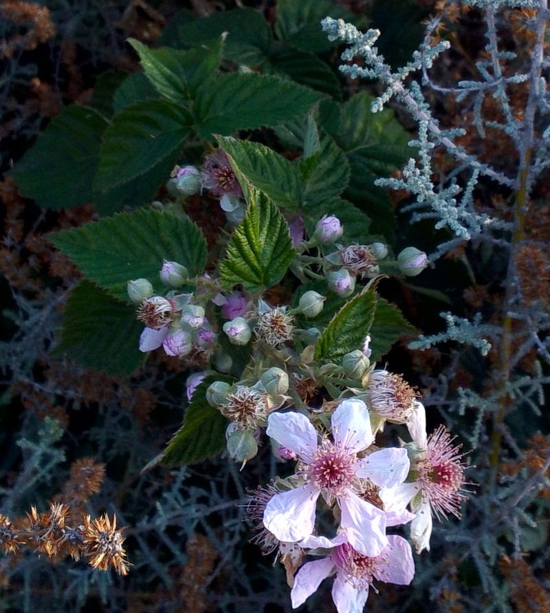 Rubus affinis photo 8