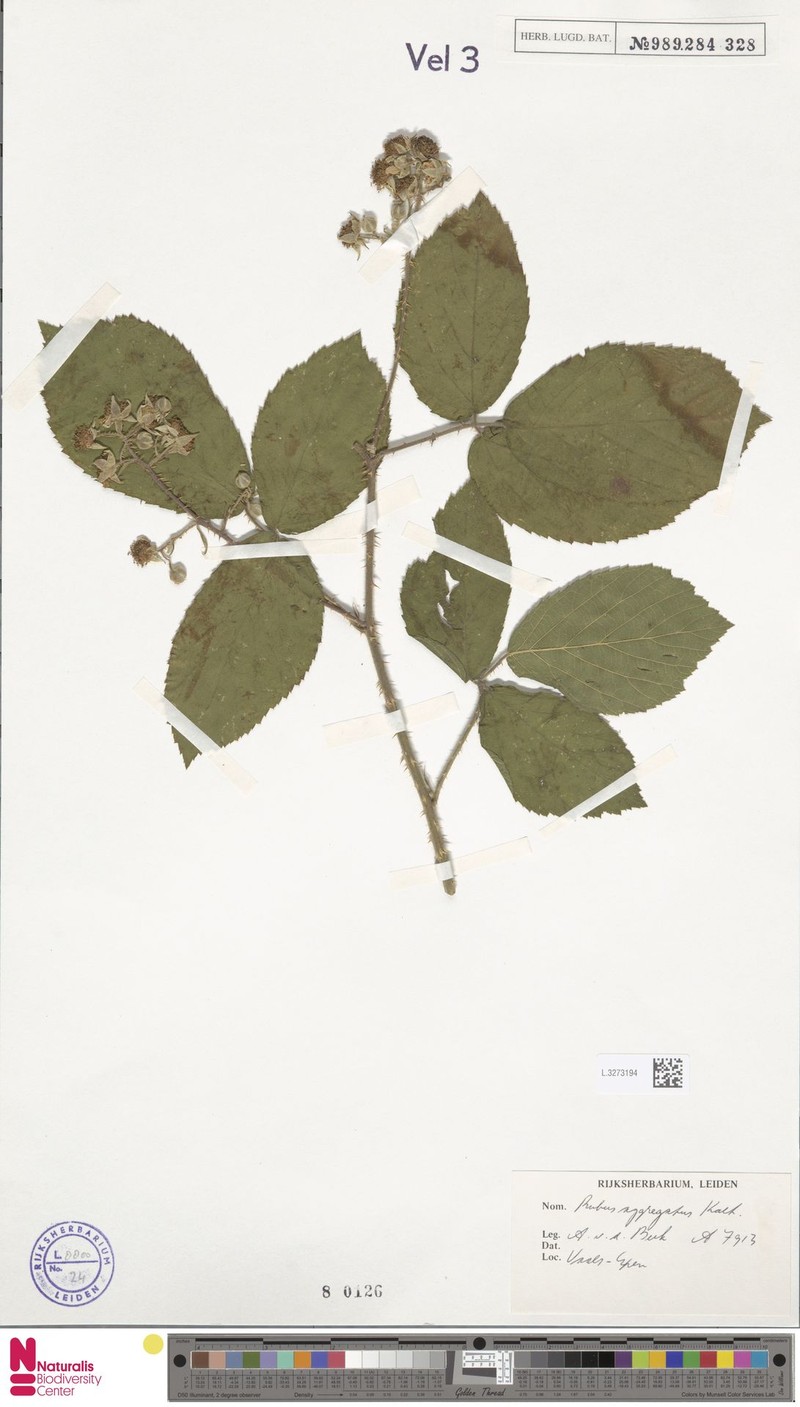 Rubus aggregatus