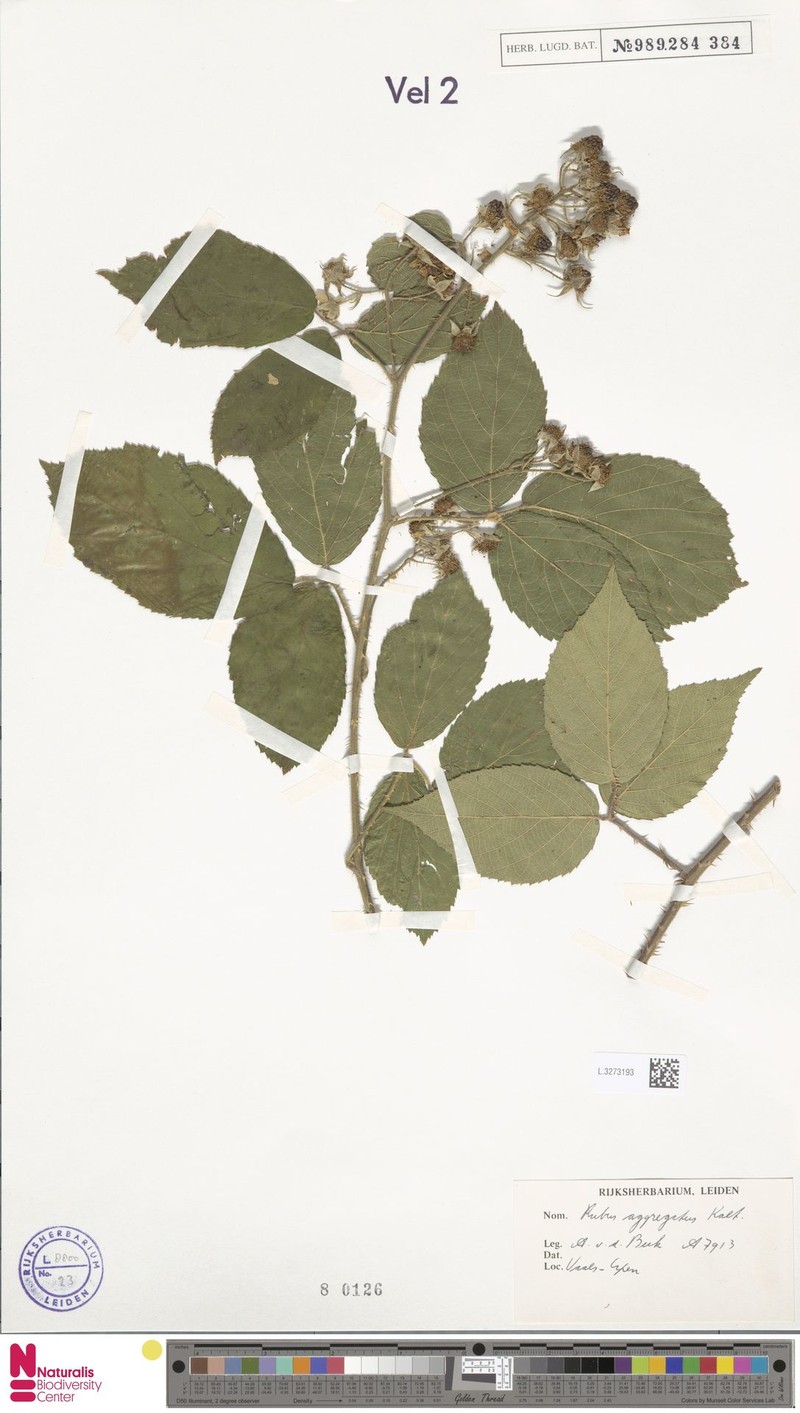 Rubus aggregatus photo 2