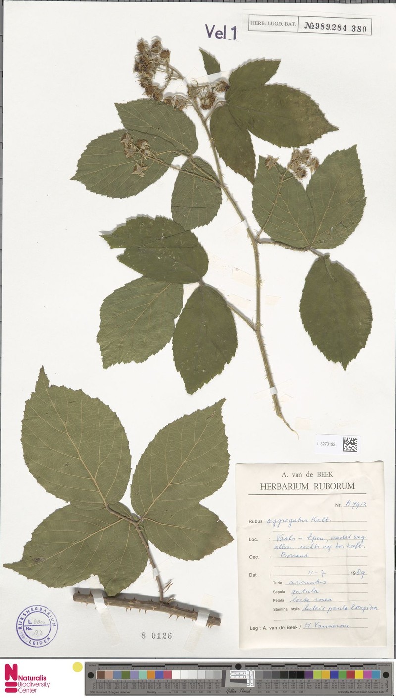 Rubus aggregatus photo 3