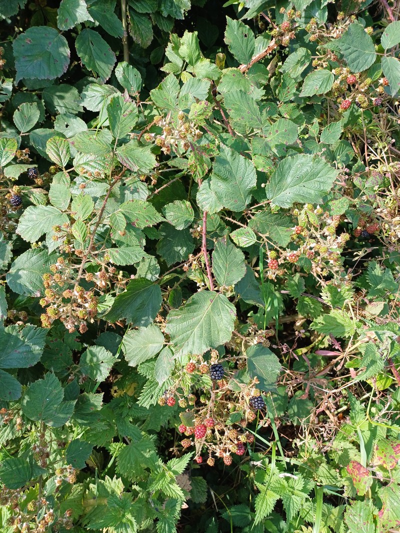 Rubus aghadergensis photo 2
