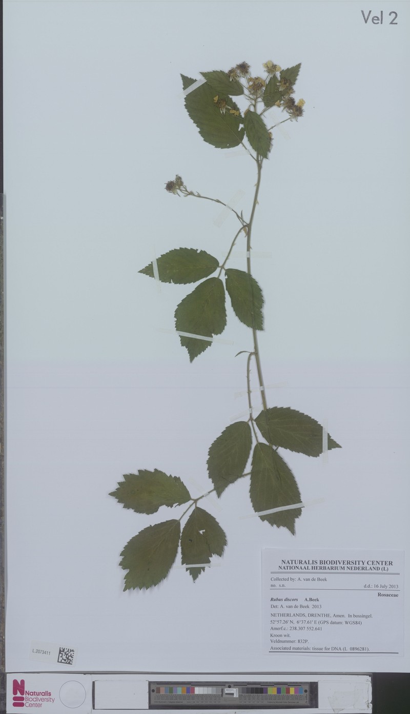 Rubus agricastrorum