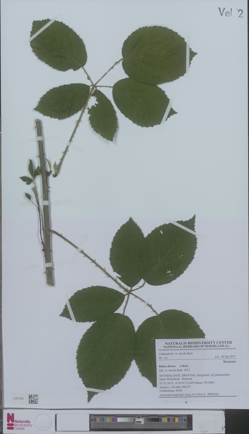 Rubus agricastrorum photo 2