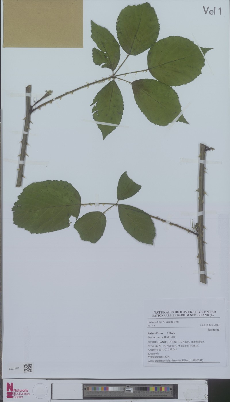 Rubus agricastrorum photo 3
