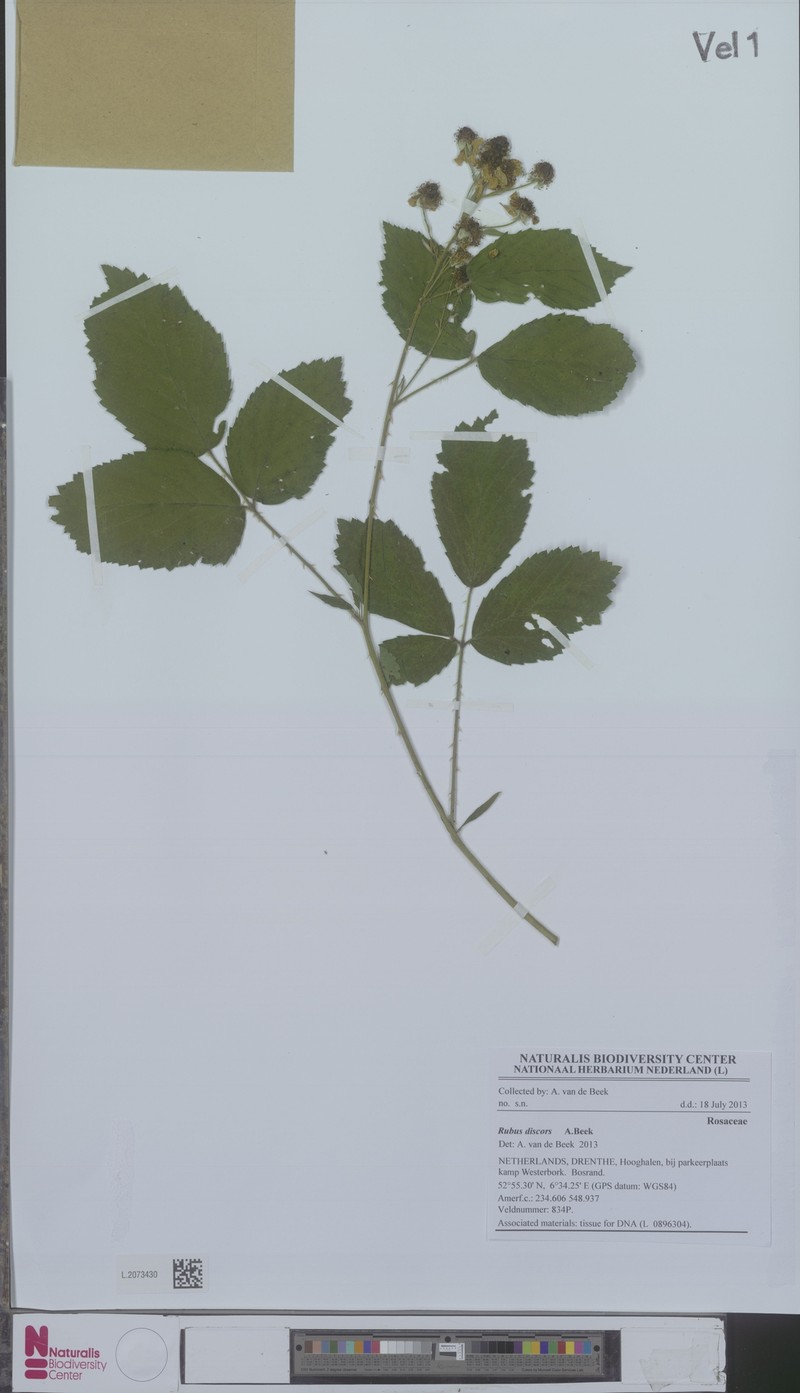 Rubus agricastrorum photo 4