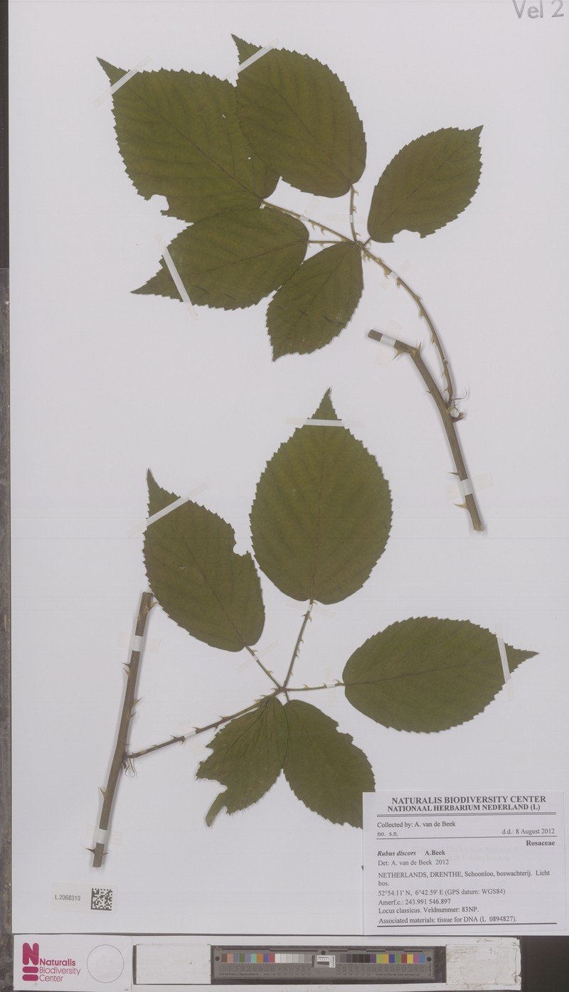 Rubus agricastrorum photo 5