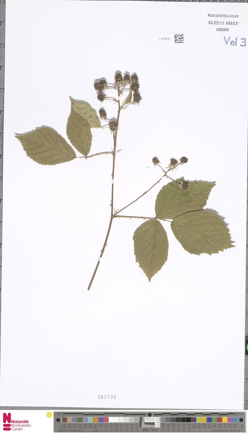 Rubus agricastrorum photo 7