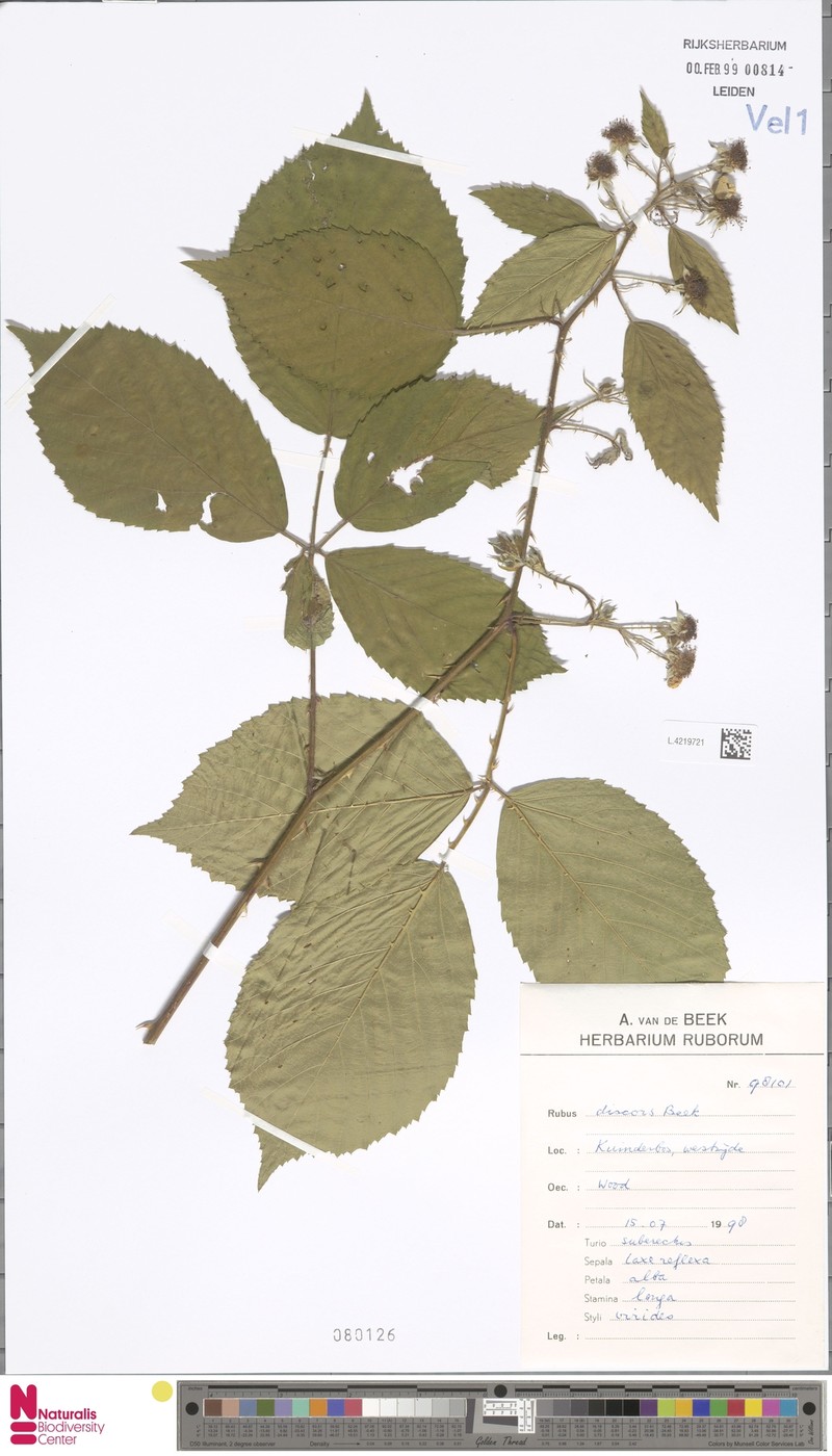 Rubus agricastrorum photo 8