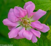 Alaska Blackberry