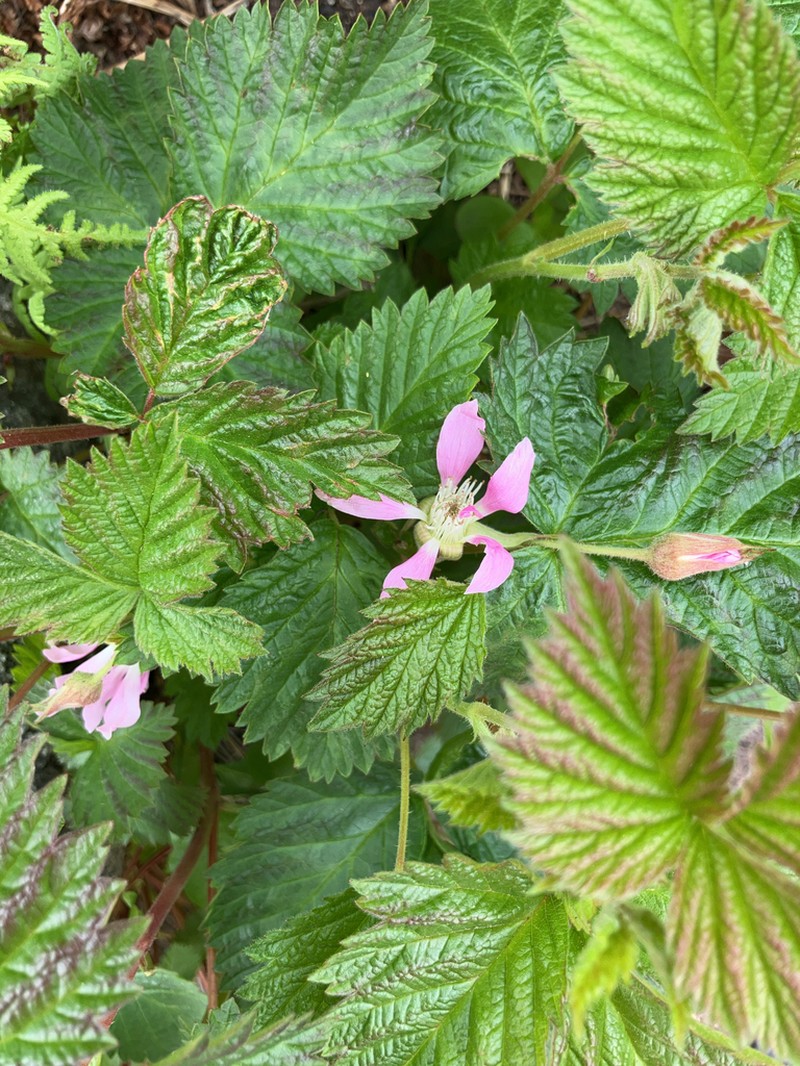 Alaska Blackberry photo 2