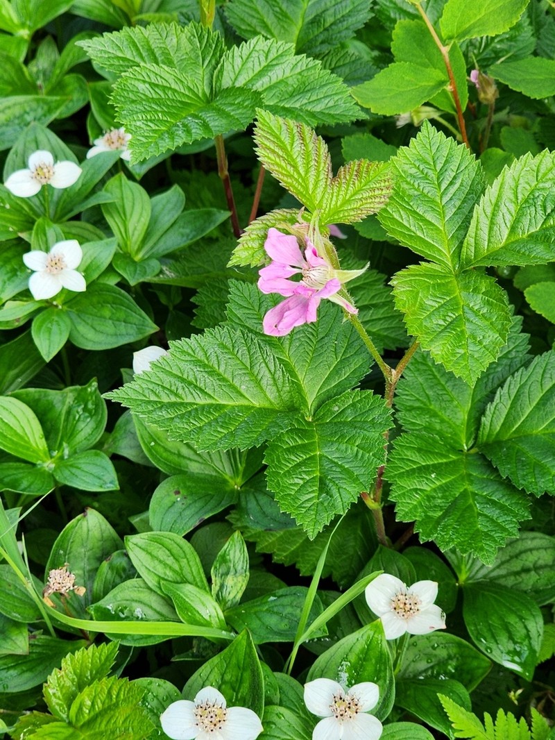 Alaska Blackberry photo 3