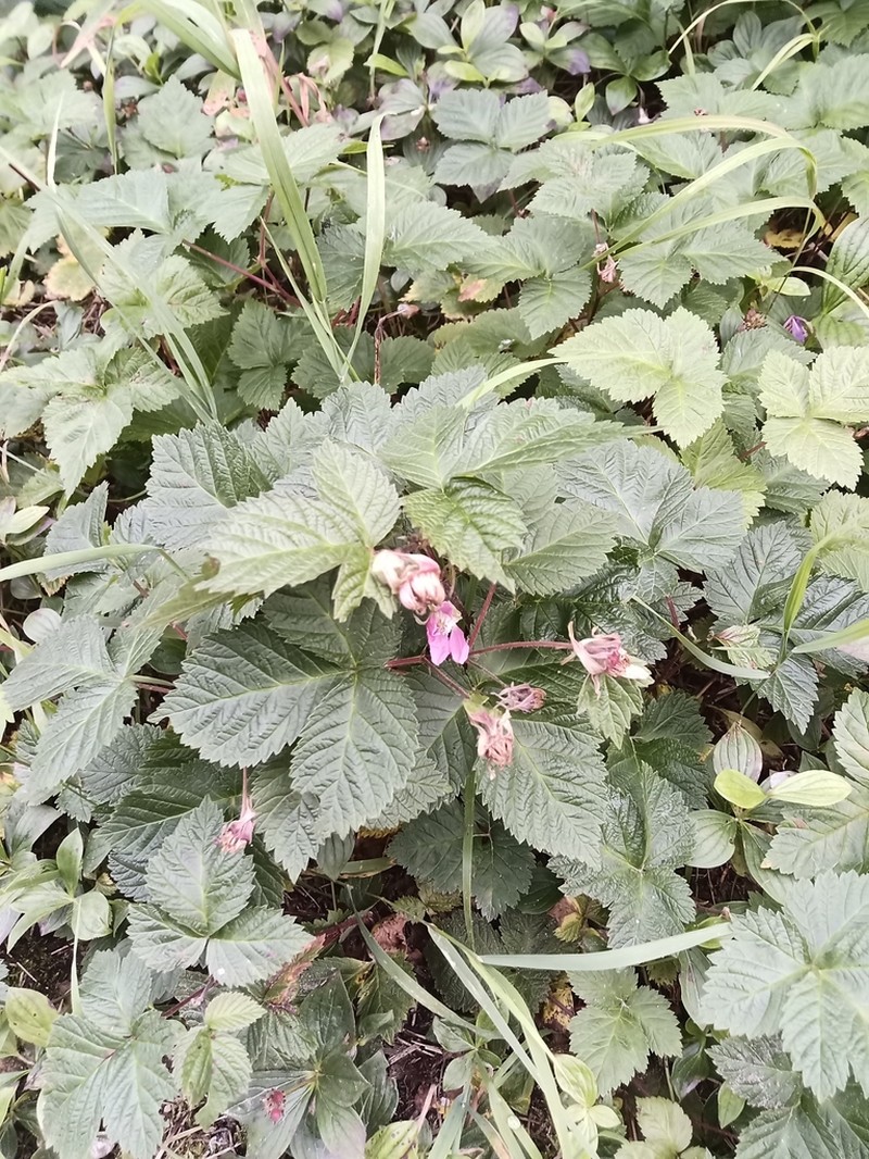 Alaska Blackberry photo 5