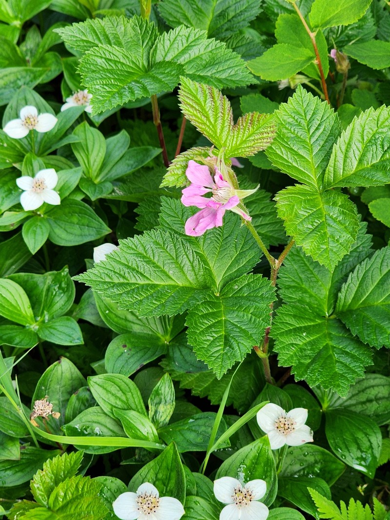 Alaska Blackberry photo 8