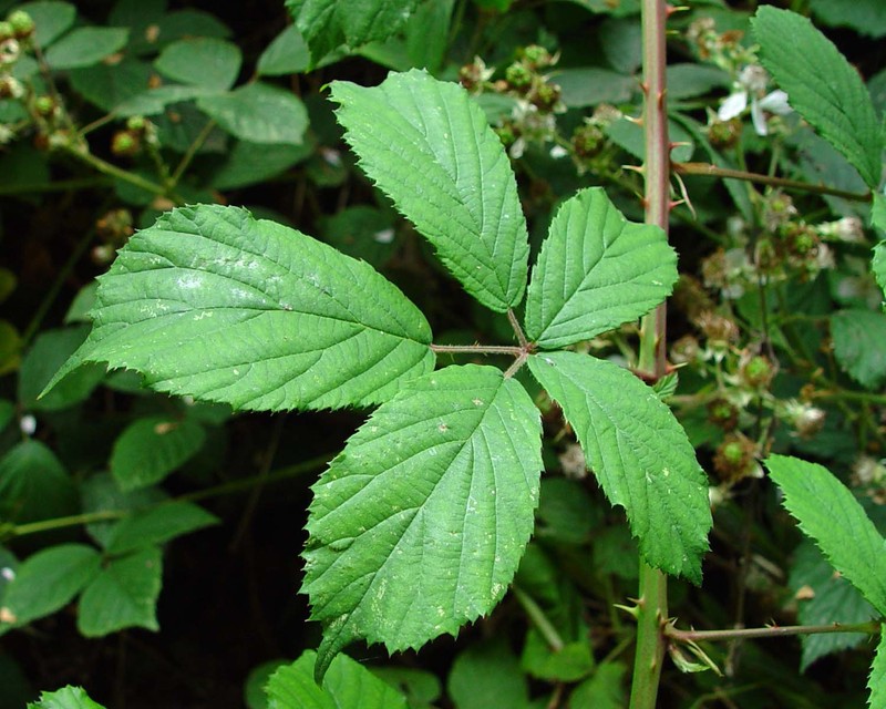 Rubus albionis photo 2