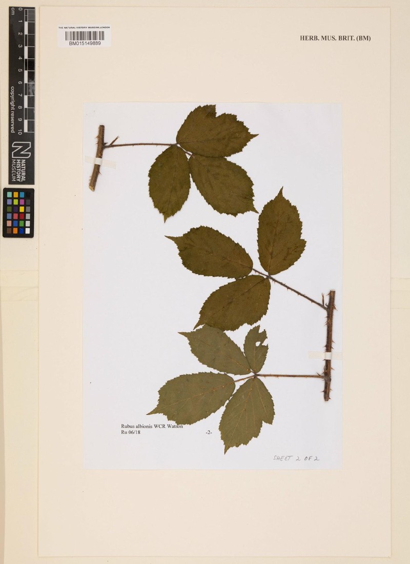 Rubus albionis photo 3