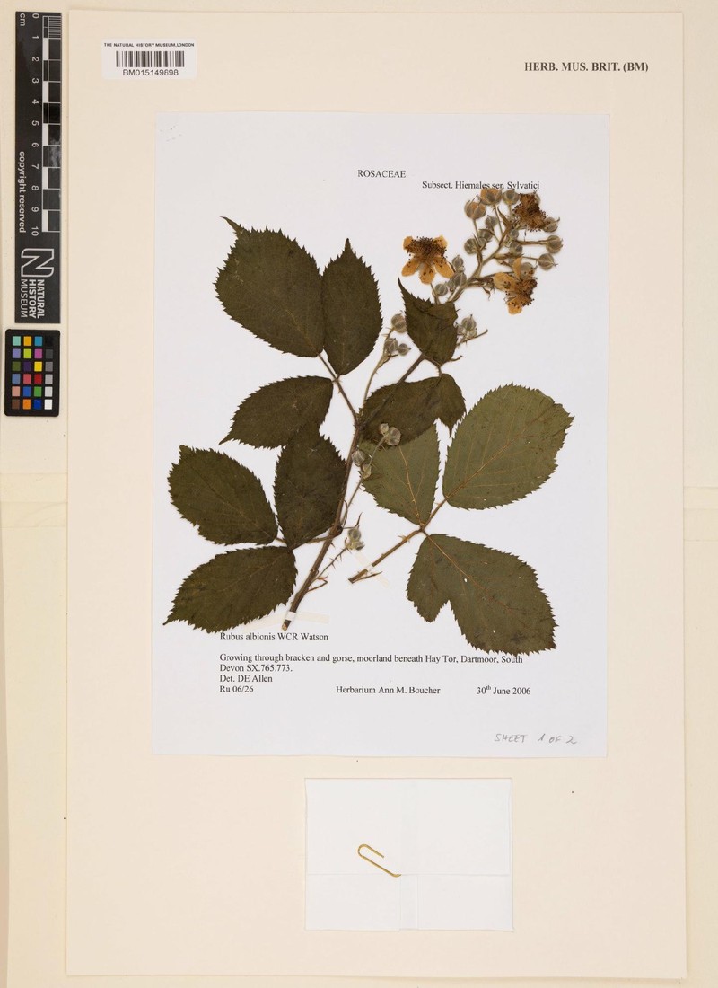 Rubus albionis photo 4