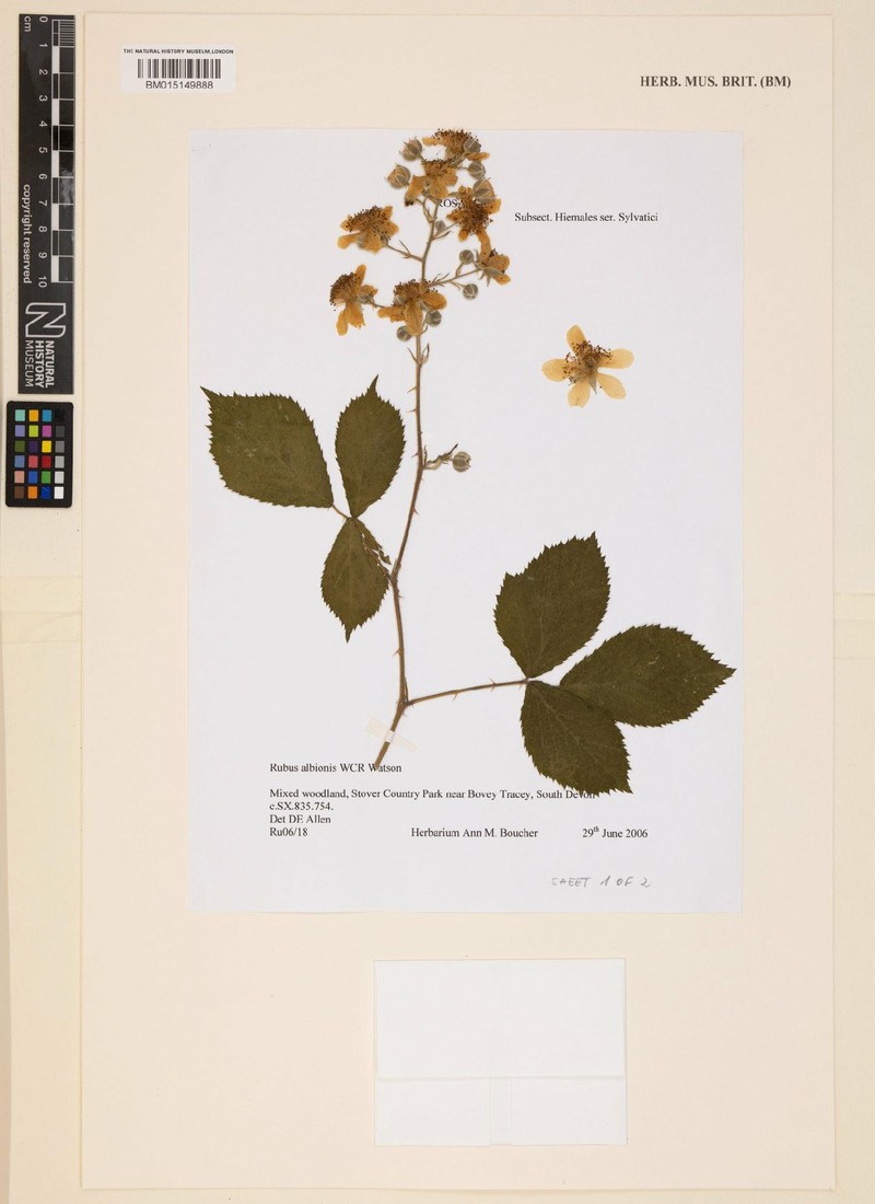 Rubus albionis photo 5
