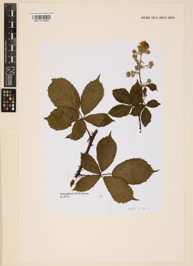 Rubus albionis photo 6
