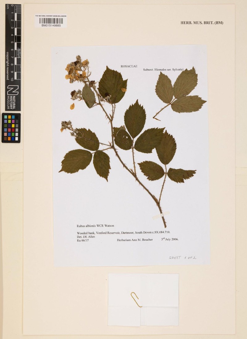 Rubus albionis photo 7