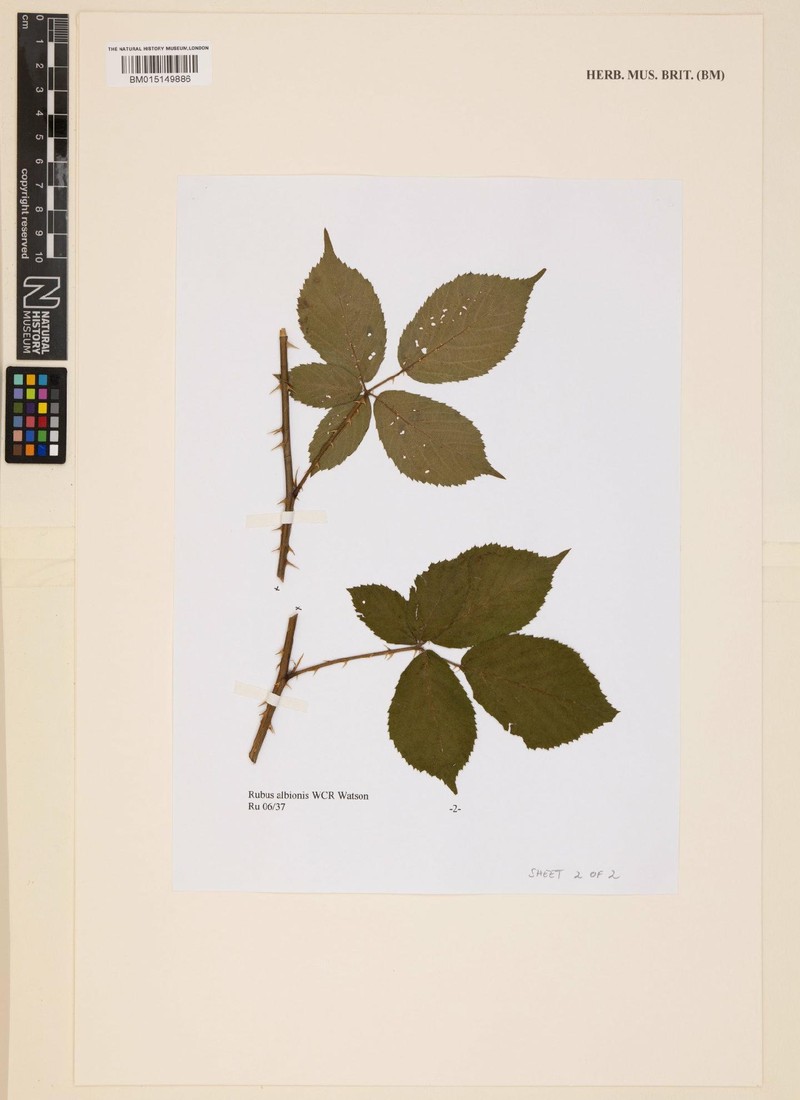 Rubus albionis photo 8