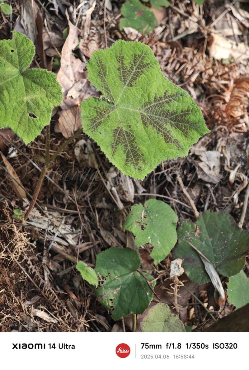 Rubus alceifolius